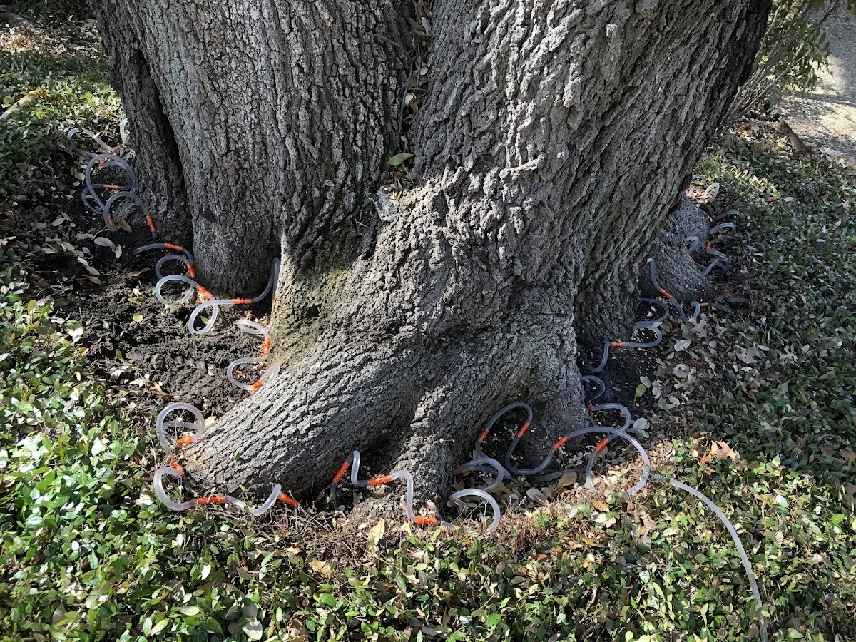 Detailed Tree Cabling and Bracing job site in Middle Bass