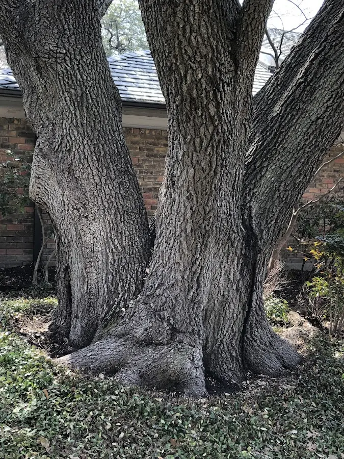 Mature heritage tree close to a Middle Bass property cared for by certified arborists